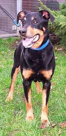 Appenzeller Sennenhund Hunde Foto 33304 in höherer Auflösung ansehen Appenzeller Sennenhund na das bin ich auch