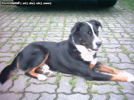 Appenzeller Sennenhund Hunde Foto 25599 in höherer Auflösung ansehen Appenzeller Sennenhund Das ist unser Monty