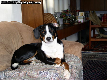 Appenzeller Sennenhund Hunde Foto 26254 in höherer Auflösung ansehen Appenzeller Sennenhund Coras auf dem Sofa