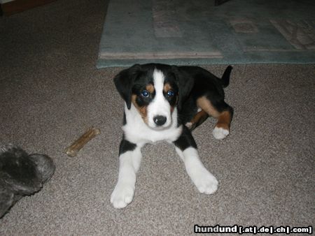 Appenzeller Sennenhund Hunde Foto 7269 Appenzeller Sennenhund hank 10 wochen