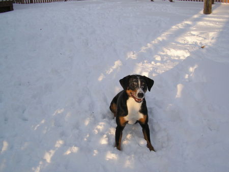 Appenzeller Sennenhund Hunde Foto 37044 in höherer Auflösung ansehen Appenzeller Sennenhund Laika im Schnee