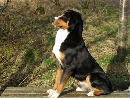 Appenzeller Sennenhund Hunde Foto 37617 in höherer Auflösung ansehen Appenzeller Sennenhund Basko passt auf !