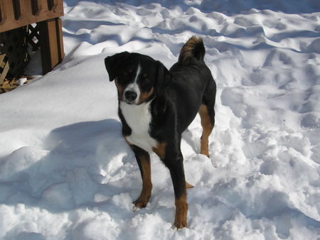 Appenzeller Sennenhund Hunde Foto 39733 in höherer Auflösung ansehen Appenzeller Sennenhund Laika denkt schoen wieder an Schnee!