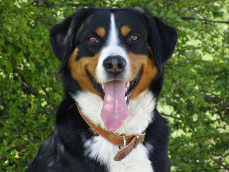Appenzeller Sennenhund Hunde Foto 40144 in höherer Auflösung ansehen Appenzeller Sennenhund Basko