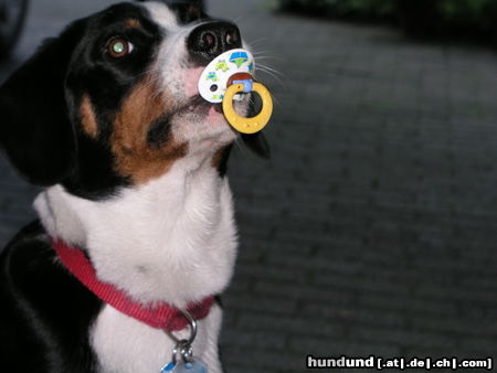 Appenzeller Sennenhund Hunde Foto 26256 in höherer Auflösung ansehen Appenzeller Sennenhund Cora mit Schnuller
