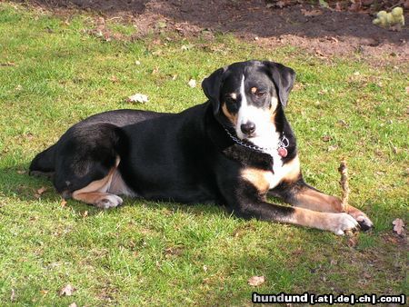 Appenzeller Sennenhund mein Hund heisst Luna, sie ist ein AppenzellerSennenhund.