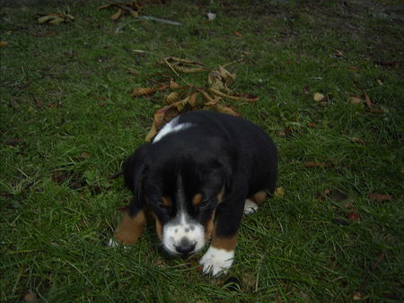 Appenzeller Sennenhund Hunde Foto 27885 in höherer Auflösung ansehen Appenzeller Sennenhund Aiko