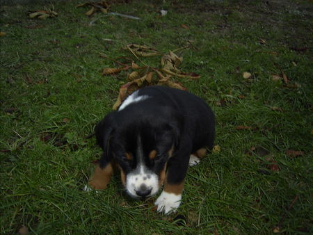 Appenzeller Sennenhund Aiko