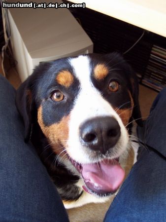 Appenzeller Sennenhund Hunde Foto 12460 Appenzeller Sennenhund Was guckst Du ?!