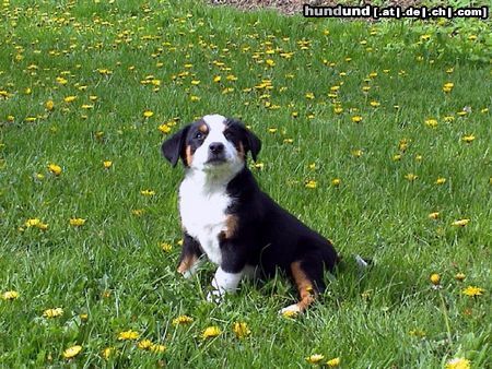 Appenzeller Sennenhund Hunde Foto 3650 Appenzeller Sennenhund Tamira, 9 Wochen alt