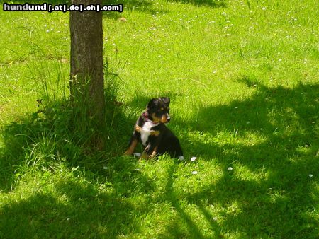 Appenzeller Sennenhund Hunde Foto 23534 in höherer Auflösung ansehen Appenzeller Sennenhund Mogli