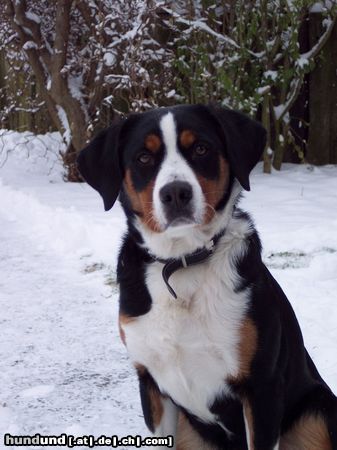 Appenzeller Sennenhund Hunde Foto 12462 Appenzeller Sennenhund Was guckst Du ?!