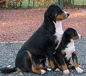 Appenzeller Sennenhund Hunde Foto 1763 Appenzeller Sennenhund Mother XANTI & Daughter ZORA
