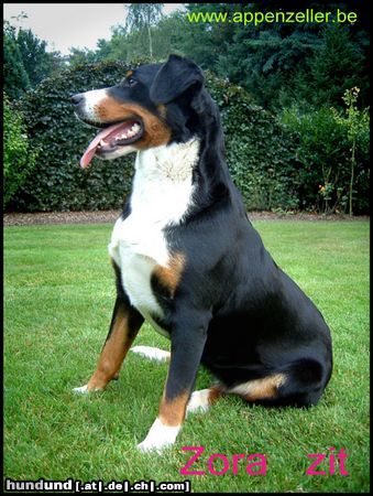 Appenzeller Sennenhund Hunde Foto 9704 Appenzeller Sennenhund