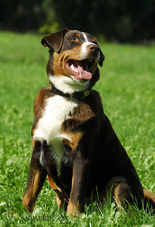 Appenzeller Sennenhund Hunde Foto 34648 in höherer Auflösung ansehen Appenzeller Sennenhund Falco