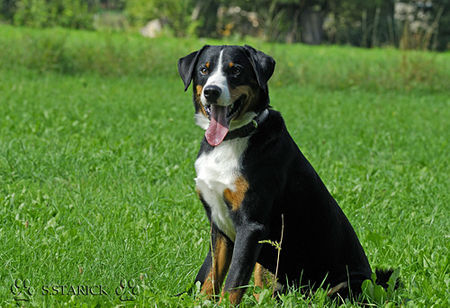 Appenzeller Sennenhund Hunde Foto 34652 in höherer Auflösung ansehen Appenzeller Sennenhund Falco