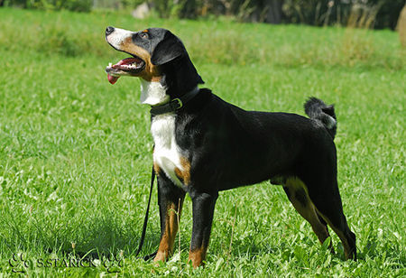 Appenzeller Sennenhund Hunde Foto 34653 in höherer Auflösung ansehen Appenzeller Sennenhund Falco