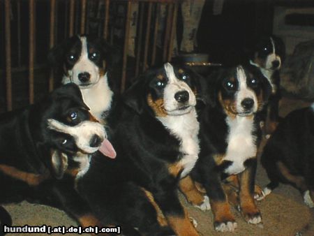 Appenzeller Sennenhund Hunde Foto 10973 Appenzeller Sennenhund das sind junge appenzeller sennenhund...sind auf dem bild müde aber total glücklich!