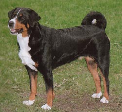 Appenzeller Sennenhund Hunde Foto 32 Appenzeller Sennenhund