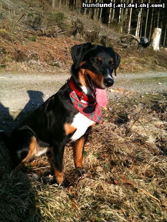 Appenzeller Sennenhund Nala