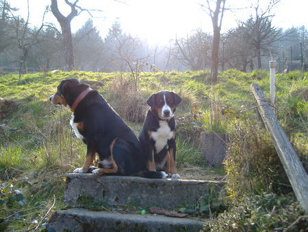 Appenzeller Sennenhund Hunde Foto 40487 Appenzeller Sennenhund Anton und Flora