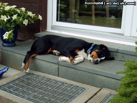 Appenzeller Sennenhund Hunde Foto 24262 in höherer Auflösung ansehen Appenzeller Sennenhund Bruno