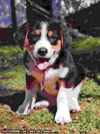 Appenzeller Sennenhund Hunde Foto 9548 Appenzeller Sennenhund Balu der Bär