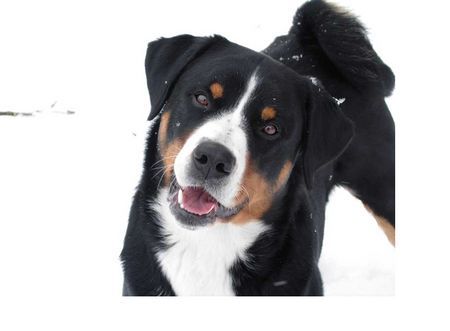 Appenzeller Sennenhund Hunde Foto 32046 Appenzeller Sennenhund mein kleiner Teufel