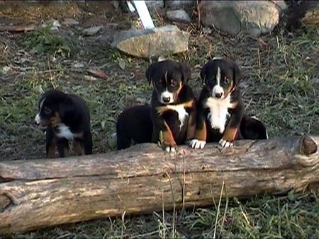 Appenzeller Sennenhund Hunde Foto 1720 Appenzeller Sennenhund Welpen von Kessy in der Abendsonne