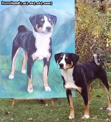 Appenzeller Sennenhund Hunde Foto 22405 in höherer Auflösung ansehen Appenzeller Sennenhund Bildschöner Hund (Elara v. Sunnestärn)