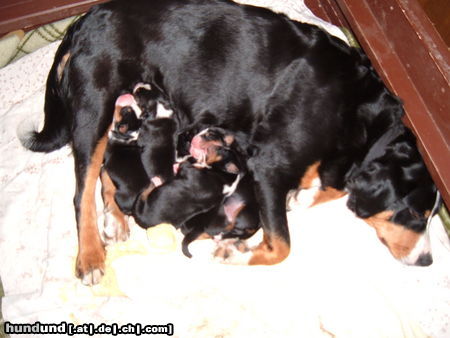 Appenzeller Sennenhund Hunde Foto 45325 Appenzeller Sennenhund ganzfrisch-.Welpen-5 Stck. WT.27.11.09