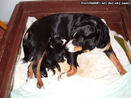 Appenzeller Sennenhund Hunde Foto 45326 Appenzeller Sennenhund ganzfrisch-.Welpen-5 Stck. WT.27.11.09