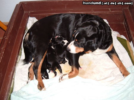 Appenzeller Sennenhund ganzfrisch-.Welpen-5 Stck. WT.27.11.09