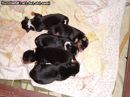 Appenzeller Sennenhund ganzfrisch-.Welpen-5 Stck. WT.27.11.09