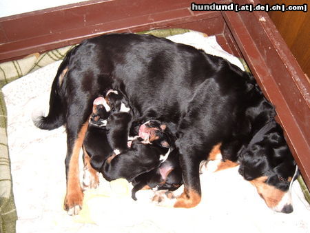 Appenzeller Sennenhund Flora mit 3Tg.Welpen-5 Stck. WT.27.11.09