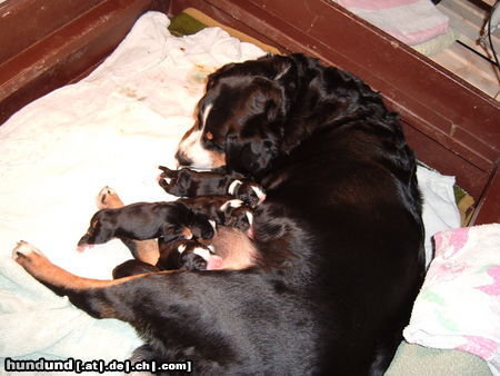 Appenzeller Sennenhund N-Wurf Flora v.Larsenn  05.12.10