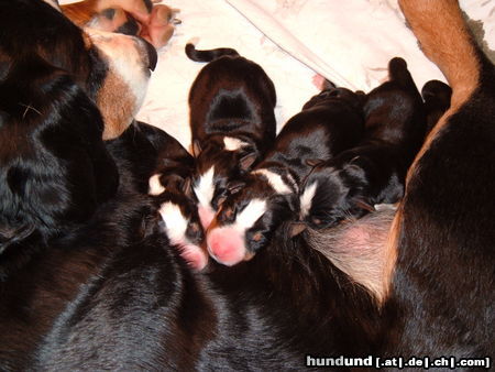 Appenzeller Sennenhund Hunde Foto 46181 Appenzeller Sennenhund N-Wurf Flora v.Larsenn 05.12.10