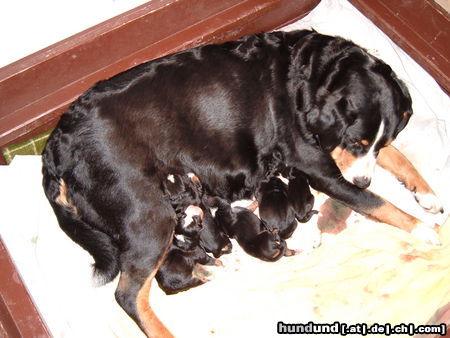 Appenzeller Sennenhund Hunde Foto 46178 Appenzeller Sennenhund N-Wurf Flora v.Larsenn 05.12.10