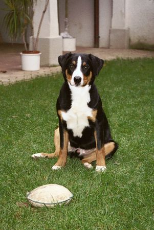 Appenzeller Sennenhund Hunde Foto 1336 Appenzeller Sennenhund uff....