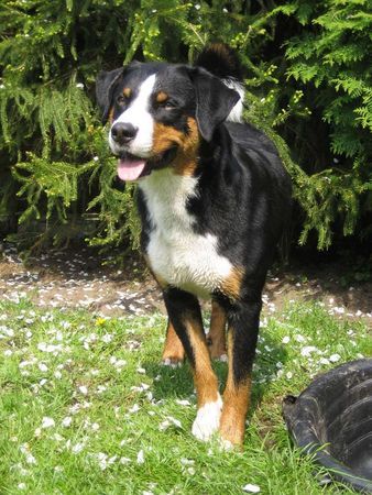 Appenzeller Sennenhund Hunde Foto 33419 in höherer Auflösung ansehen Appenzeller Sennenhund Mein 1 1/2 jähriger Rüde