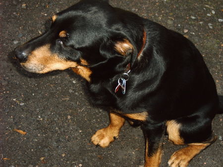 Appenzeller Sennenhund Hunde Foto 33294 Appenzeller Sennenhund Ich bin Merlin ob ich ein reiner Appenzeller bin weiß ich nicht