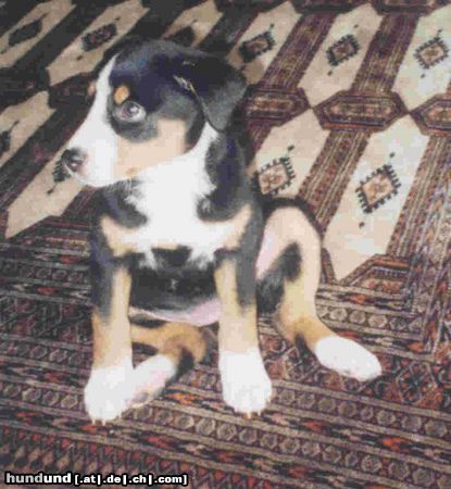 Appenzeller Sennenhund Hunde Foto 6843 Appenzeller Sennenhund unsere Polly