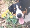 Appenzeller Sennenhund Foto: Eyran vom Sunnestärn (ID 5356) Appenzeller Sennenhund Hund