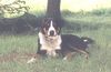 Appenzeller Sennenhund Foto: Eyran vom Sunnestärn (ID 5357) Appenzeller Sennenhund Hund