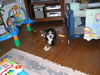 Appenzeller Sennenhund Foto: Dexter- Sie ist 14 jahre alt! (ID 39734) Appenzeller Sennenhund Hund