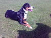 Appenzeller Sennenhund Foto: aufmerksamer tell (ID 46037) Appenzeller Sennenhund Hund