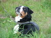 Appenzeller Sennenhund Hund