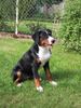 Appenzeller Sennenhund Foto: Minu (ID 18354) Appenzeller Sennenhund Hund