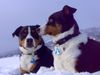 Appenzeller Sennenhund Foto: Nelly und Tell (ID 45510) Appenzeller Sennenhund Hund