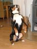 Appenzeller Sennenhund Foto: Justy (ID 18816) Appenzeller Sennenhund Hund